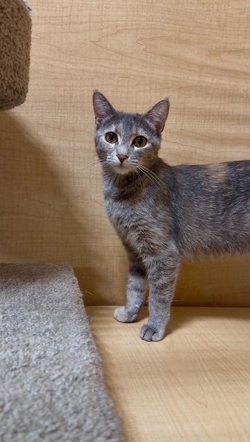 Enlarge Tiara, a ADOPTABLE Domestic Short Hair in Barrington Hills, IL image 2/5