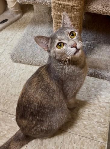 Enlarge Tiara, a ADOPTABLE Domestic Short Hair in Barrington Hills, IL image 1/5