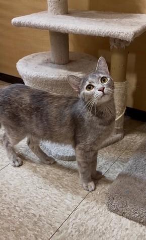 Enlarge Tiara, a ADOPTABLE Domestic Short Hair in Barrington Hills, IL image 3/5