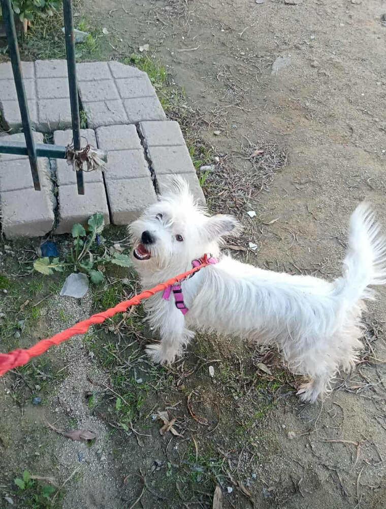 Enlarge Murphy, a Adoptable mixed breed in Escondido, CA image 1/4