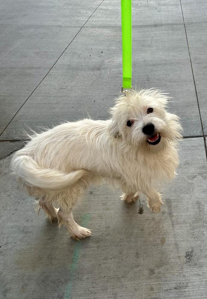 Enlarge Murphy, a Adoptable mixed breed in Escondido, CA image 2/4