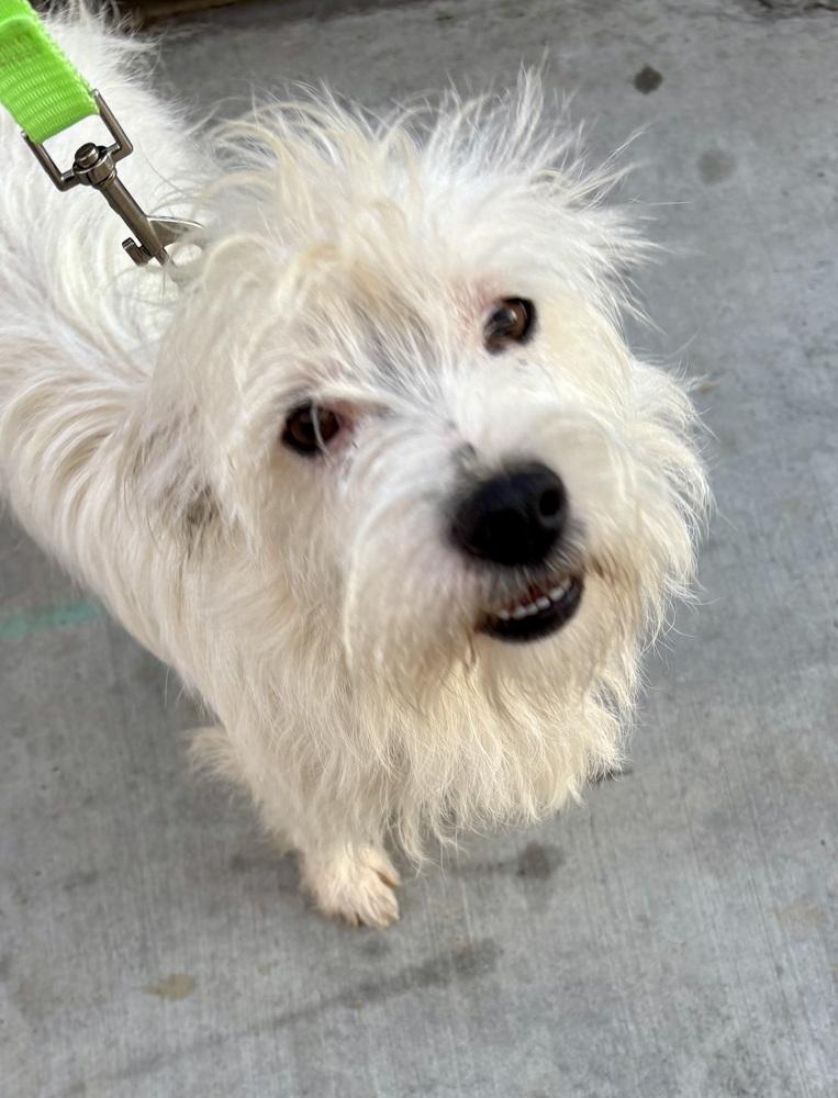 Enlarge Murphy, a Adoptable mixed breed in Escondido, CA image 3/4