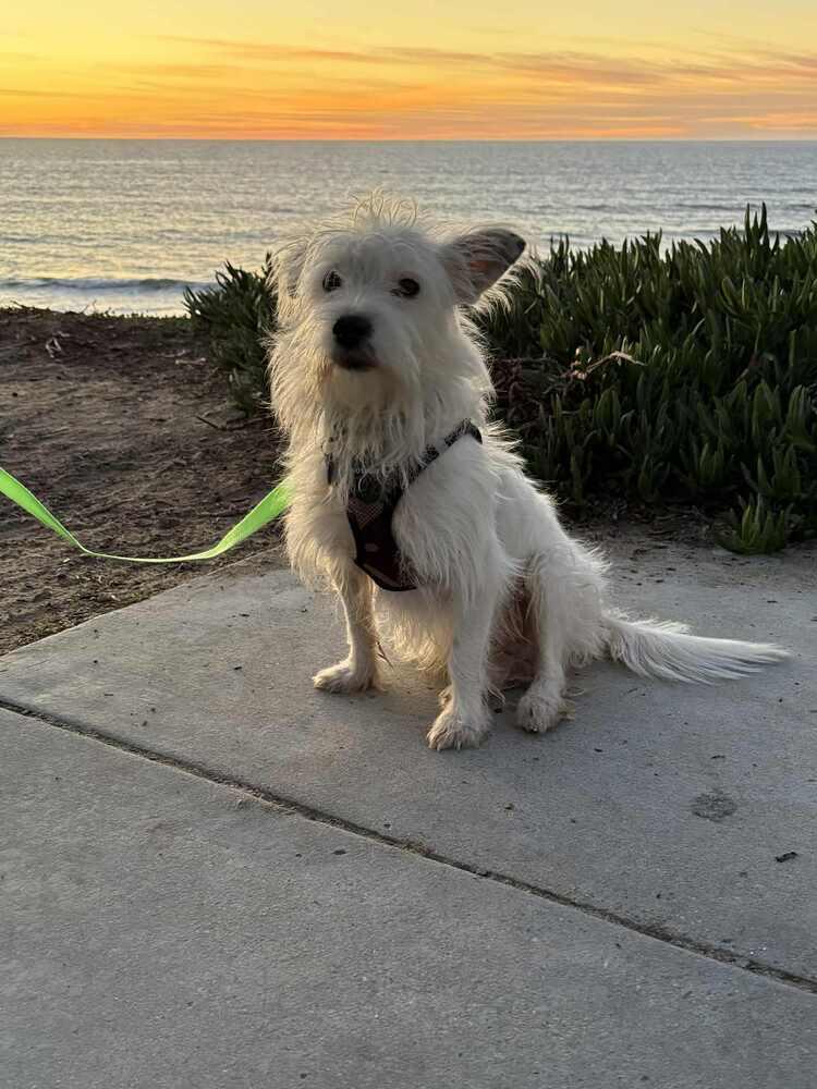 Enlarge Murphy, a Adoptable mixed breed in Escondido, CA image 4/4