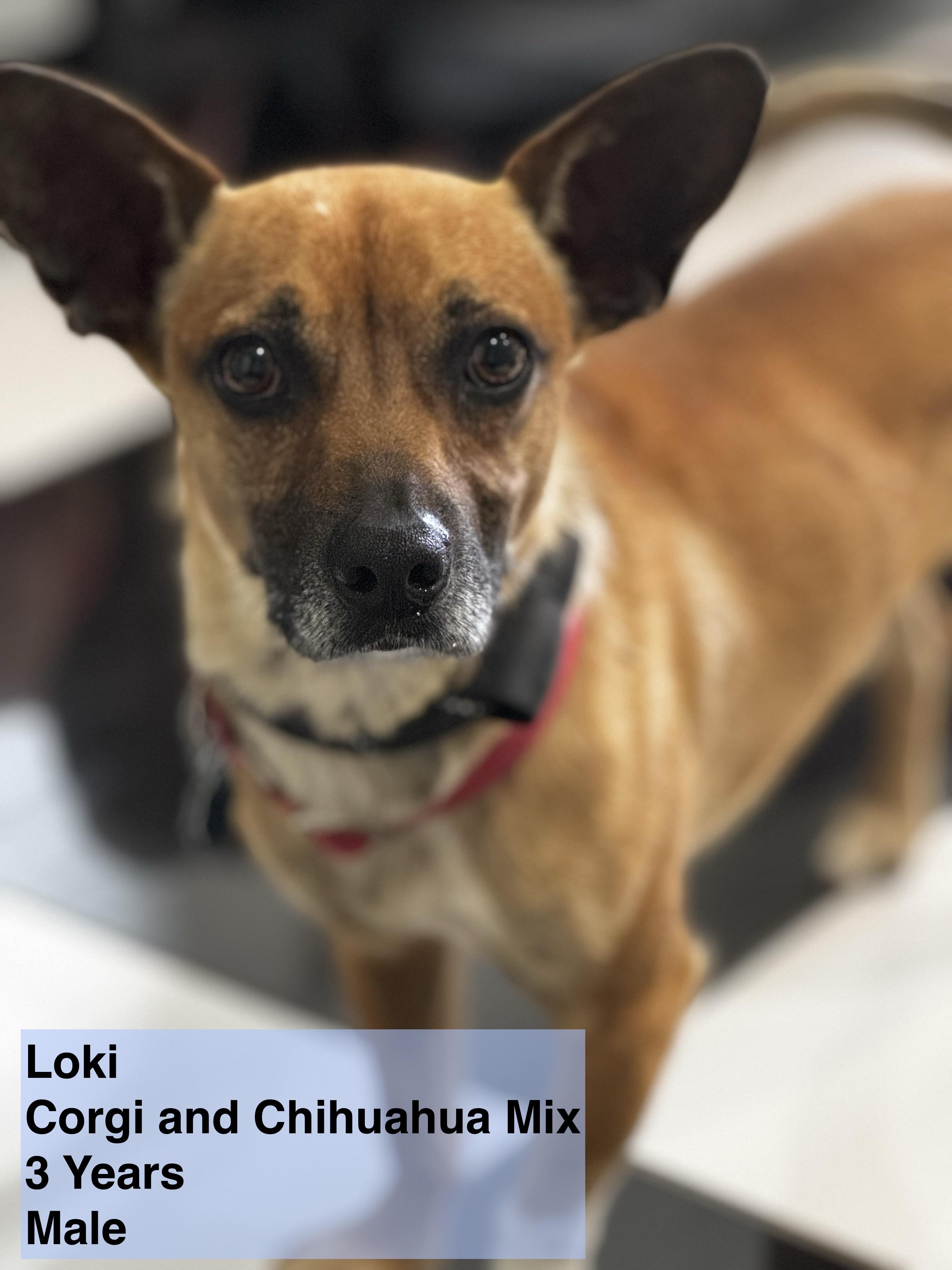 Loki