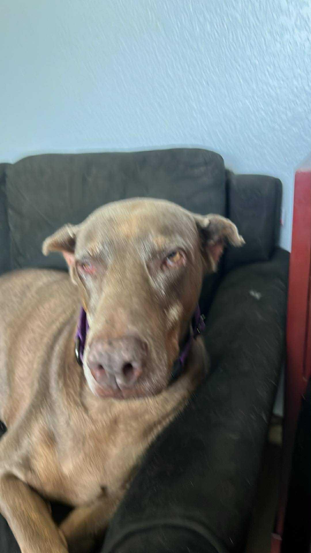 Rosey, a Adoptable Doberman Pinscher in Buffalo, MN image 1/3