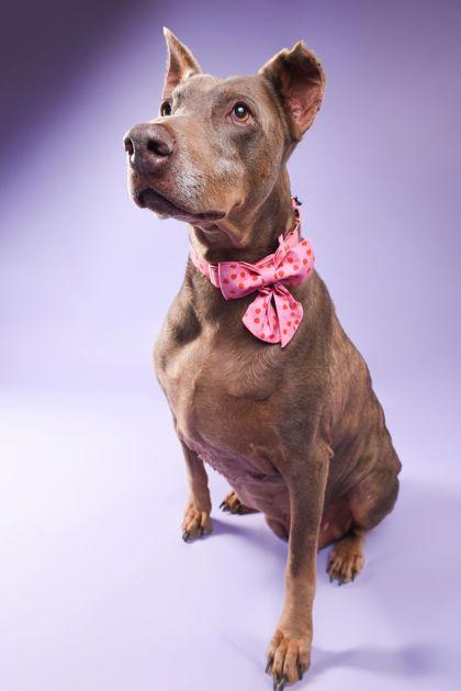Rosey, a Adoptable Doberman Pinscher in Buffalo, MN image 2/3