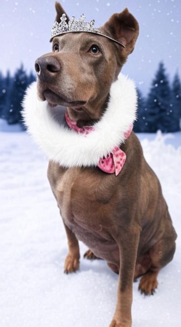 Rosey, a Adoptable Doberman Pinscher in Buffalo, MN image 3/3