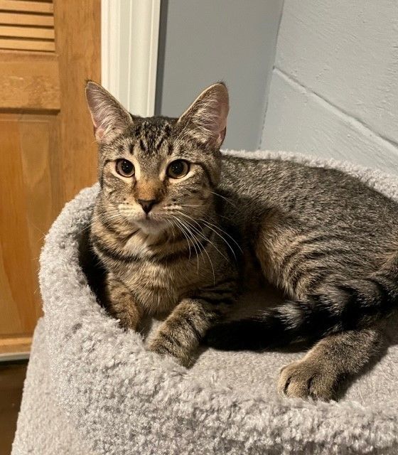 Doyle (LE), a Adoptable Domestic Short Hair in Little Falls, NJ image 3/5