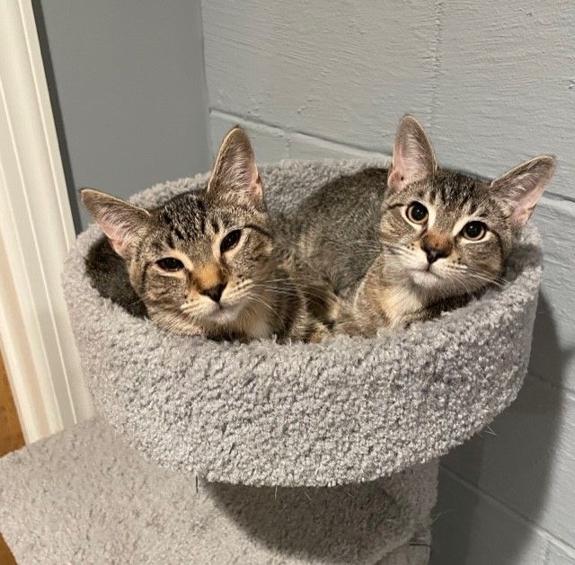 Doyle (LE), a Adoptable Domestic Short Hair in Little Falls, NJ image 5/5