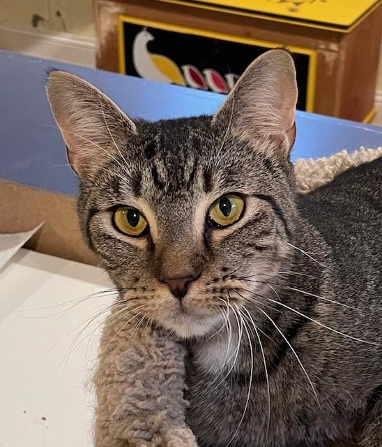 Doyle (LE), a Adoptable Domestic Short Hair in Little Falls, NJ image 4/5