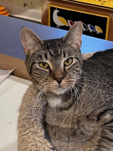 Doyle (LE), a Adoptable Domestic Short Hair in Little Falls, NJ image 1/5