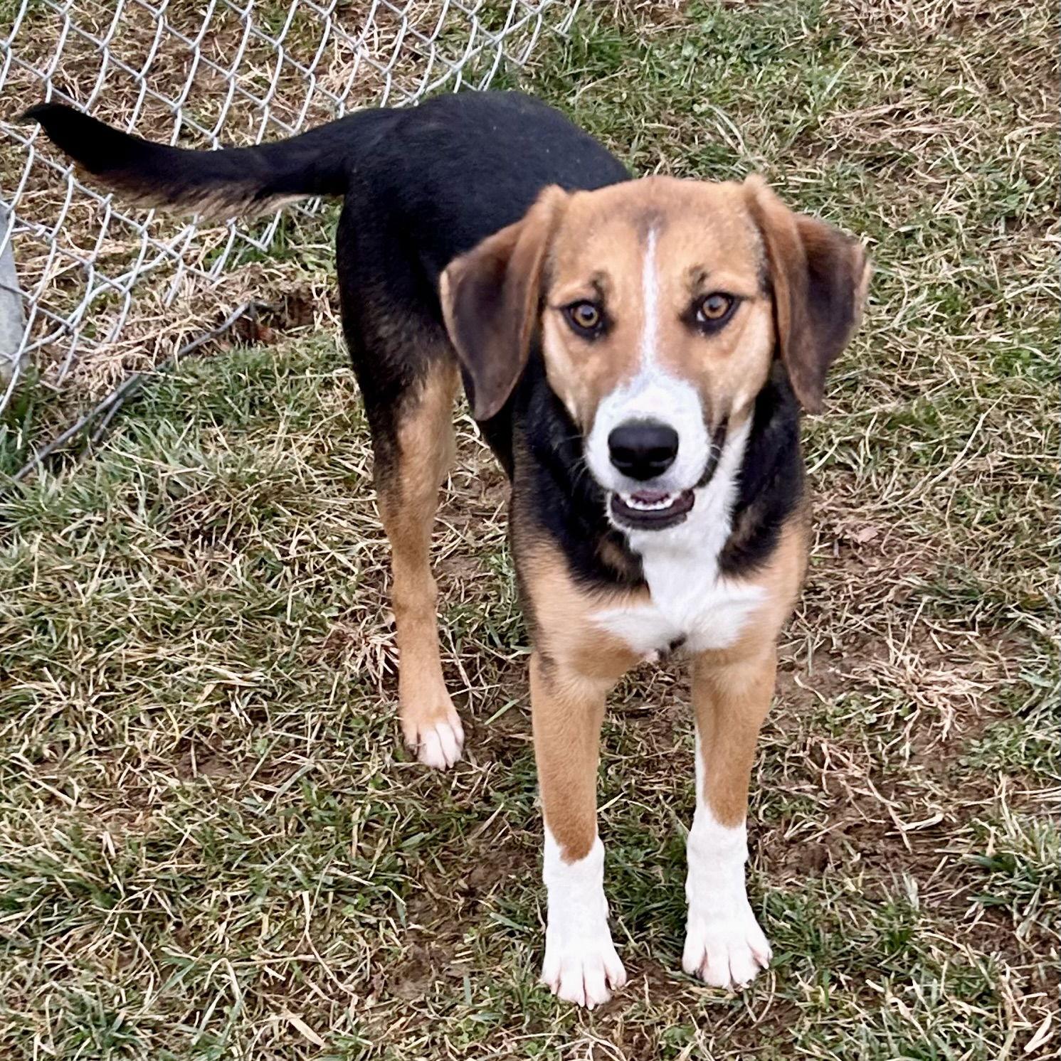 Enlarge Truffles 2025, a Adoptable mixed breed in Norwood, OH image 1/3