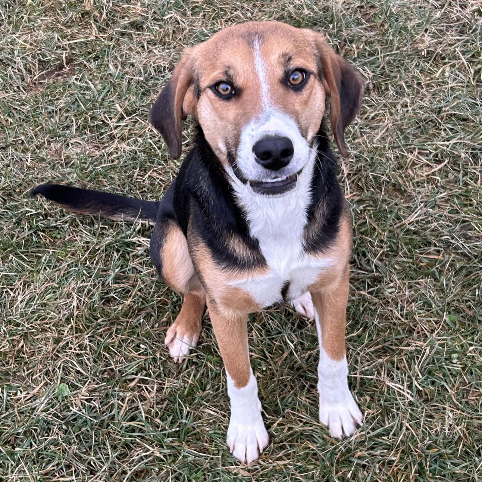 Enlarge Truffles 2025, a Adoptable mixed breed in Norwood, OH image 2/3