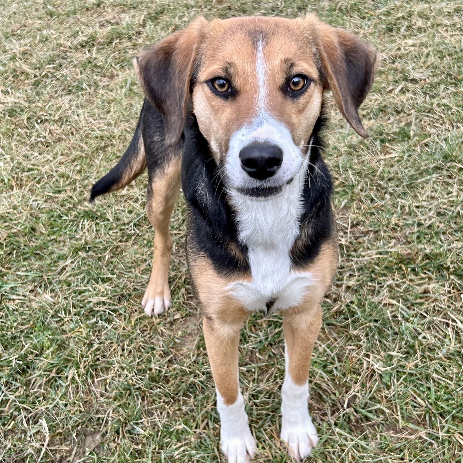 Enlarge Truffles 2025, a Adoptable mixed breed in Norwood, OH image 3/3