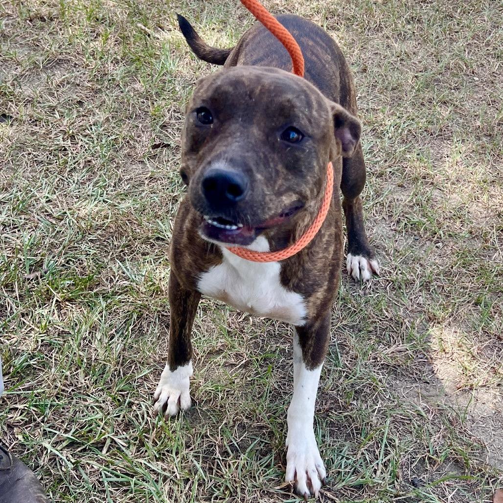 Smokey, Adoptable, Young Female Mixed Breed.