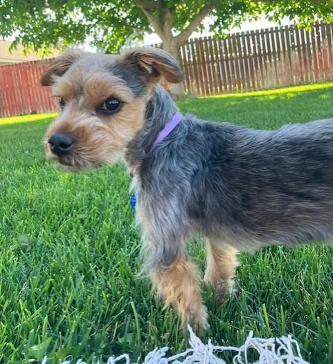 Enlarge Peanut, a Adoptable Yorkshire Terrier in Pasco, WA image 3/5