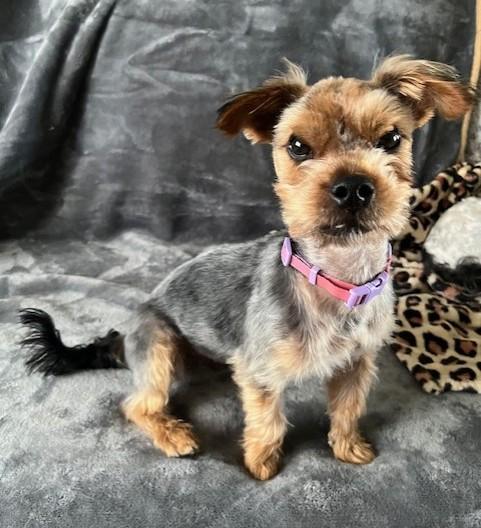 Enlarge Peanut, a Adoptable Yorkshire Terrier in Pasco, WA image 1/5