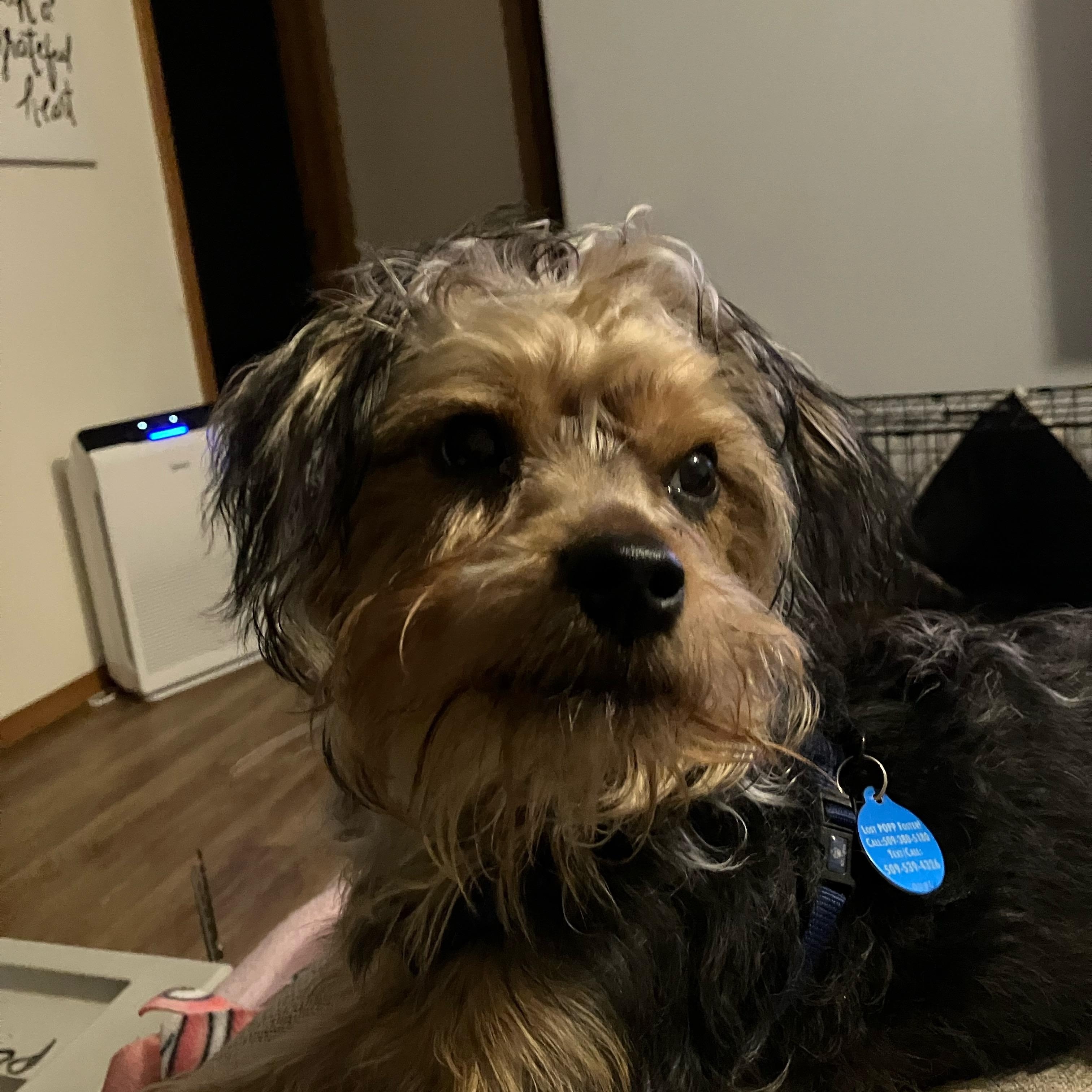 Enlarge Peanut, a Adoptable Yorkshire Terrier in Pasco, WA image 4/5