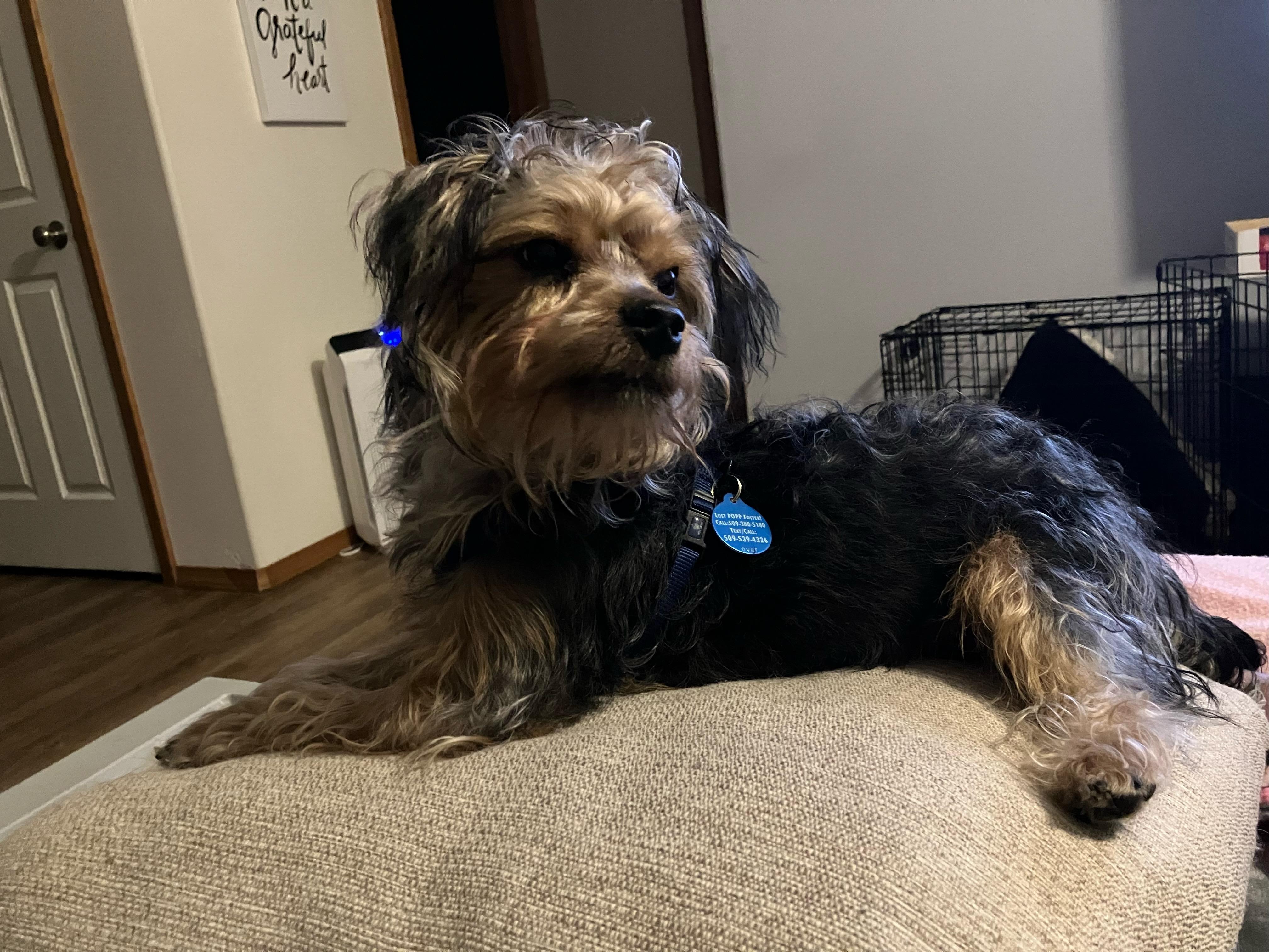 Enlarge Peanut, a Adoptable Yorkshire Terrier in Pasco, WA image 5/5