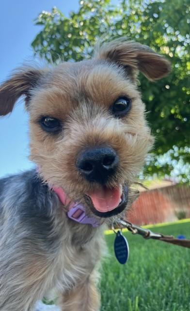 Enlarge Peanut, a Adoptable Yorkshire Terrier in Pasco, WA image 2/5