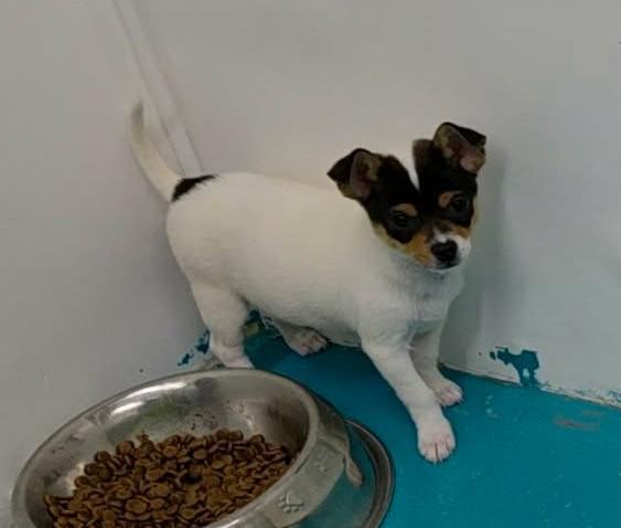 Enlarge Lumen, an adopted mixed breed in Othello, WA image 1/4