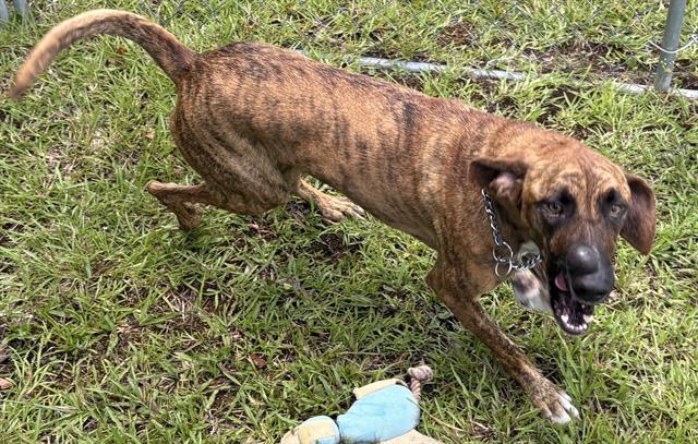 Enlarge MASON, a Adoptable Hound in Panama City, FL image 1/1