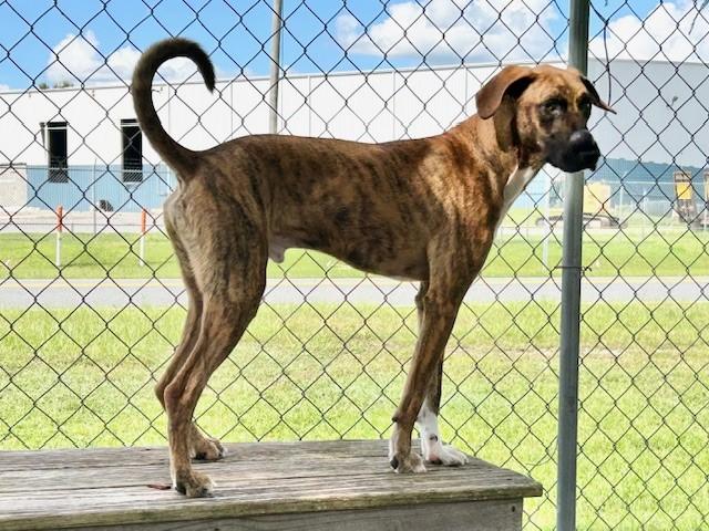 Enlarge MASON, a Adoptable Hound in Panama City, FL image 1/1