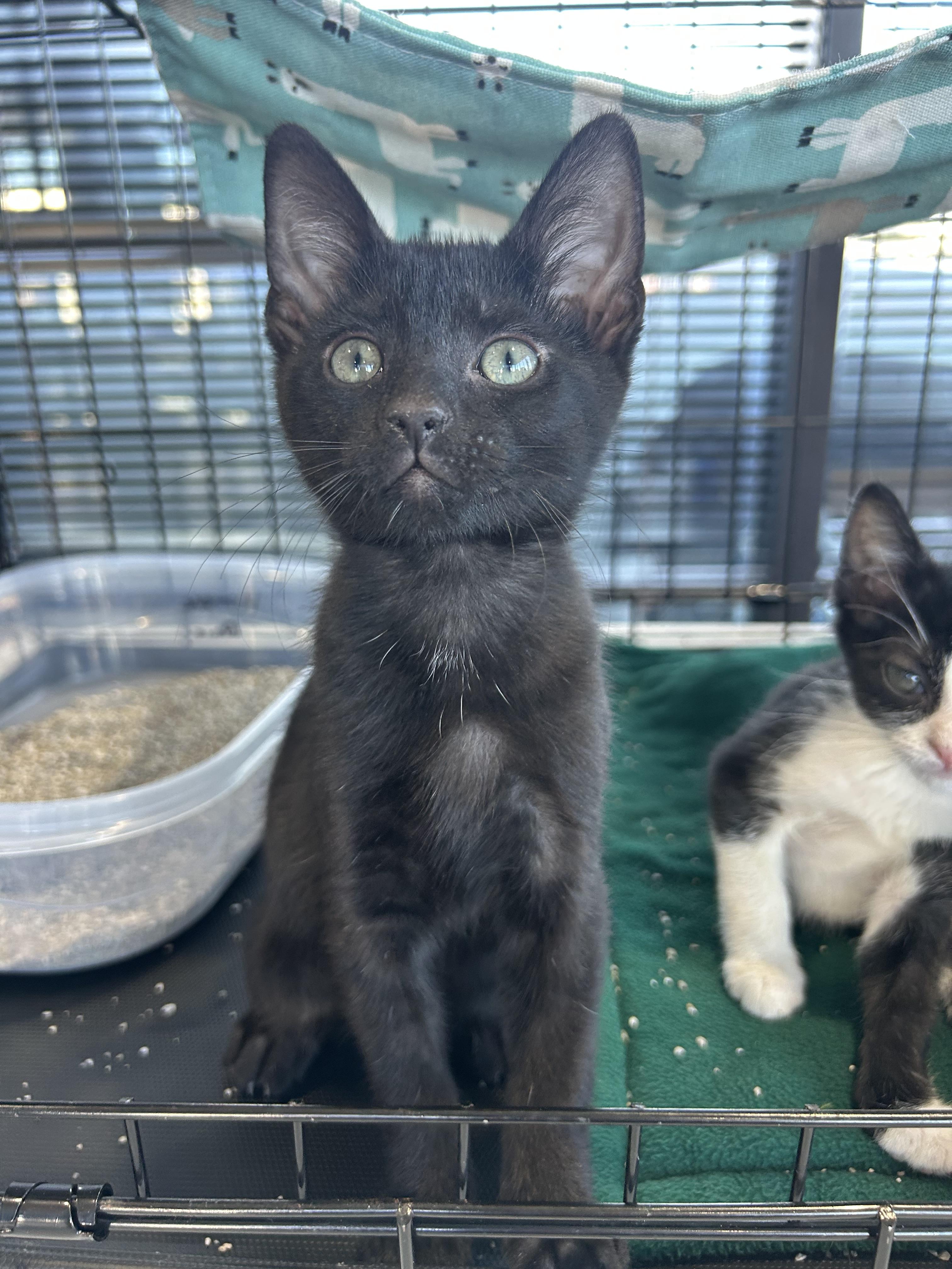 Enlarge Sage, a Adoptable Domestic Short Hair in Toledo, OH image 1/1