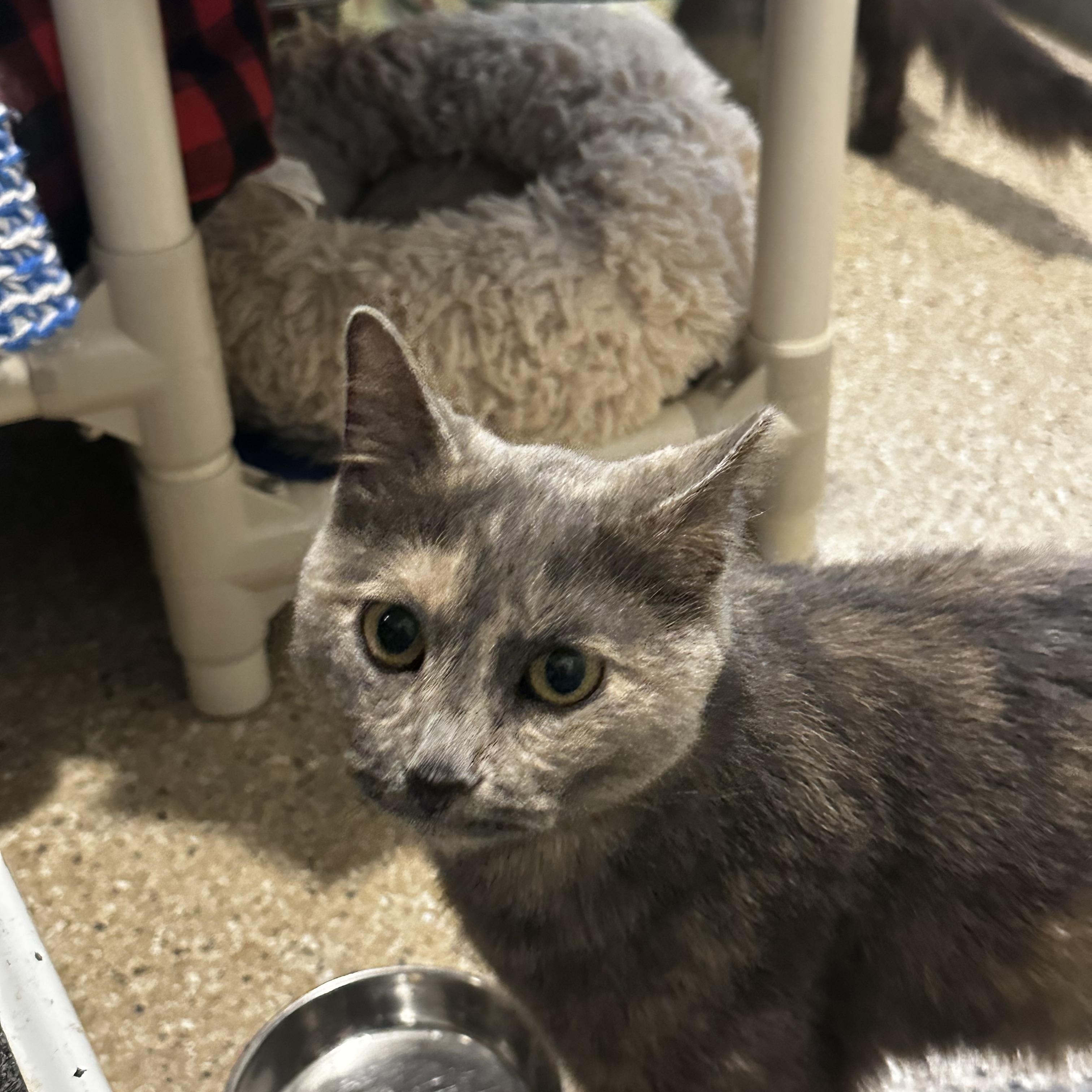 Enlarge Lilac, a Adoptable Dilute Tortoiseshell in Lombard, IL image 1/4