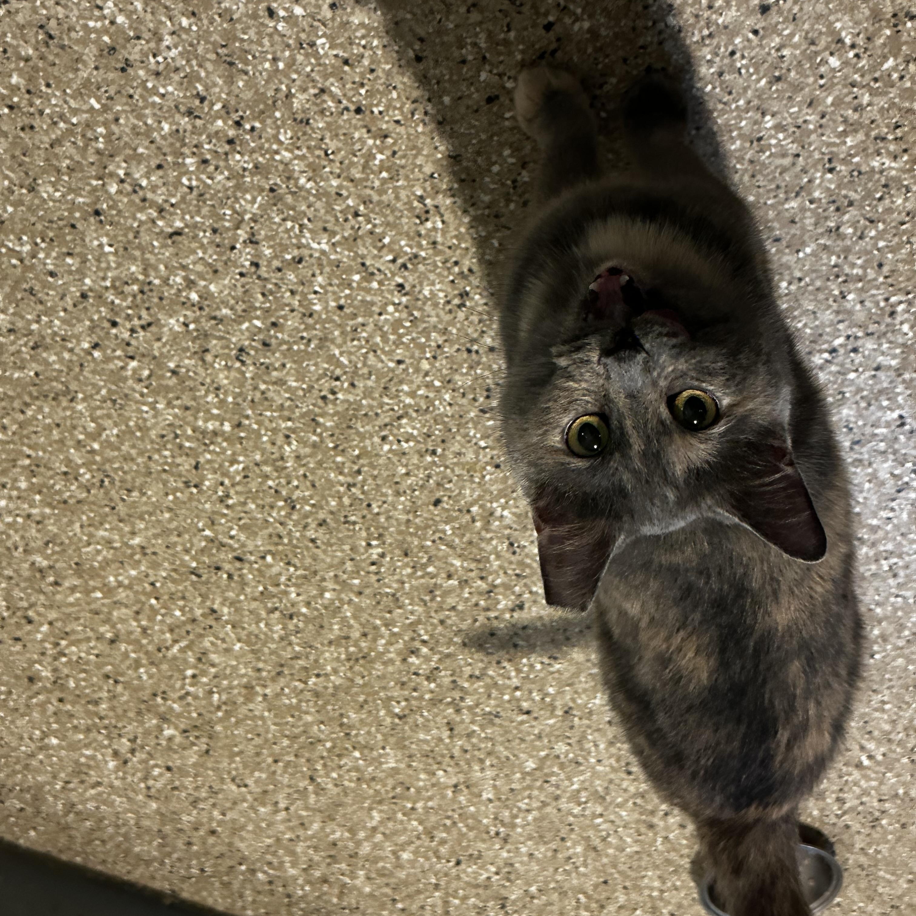 Enlarge Lilac, a Adoptable Dilute Tortoiseshell in Lombard, IL image 2/4