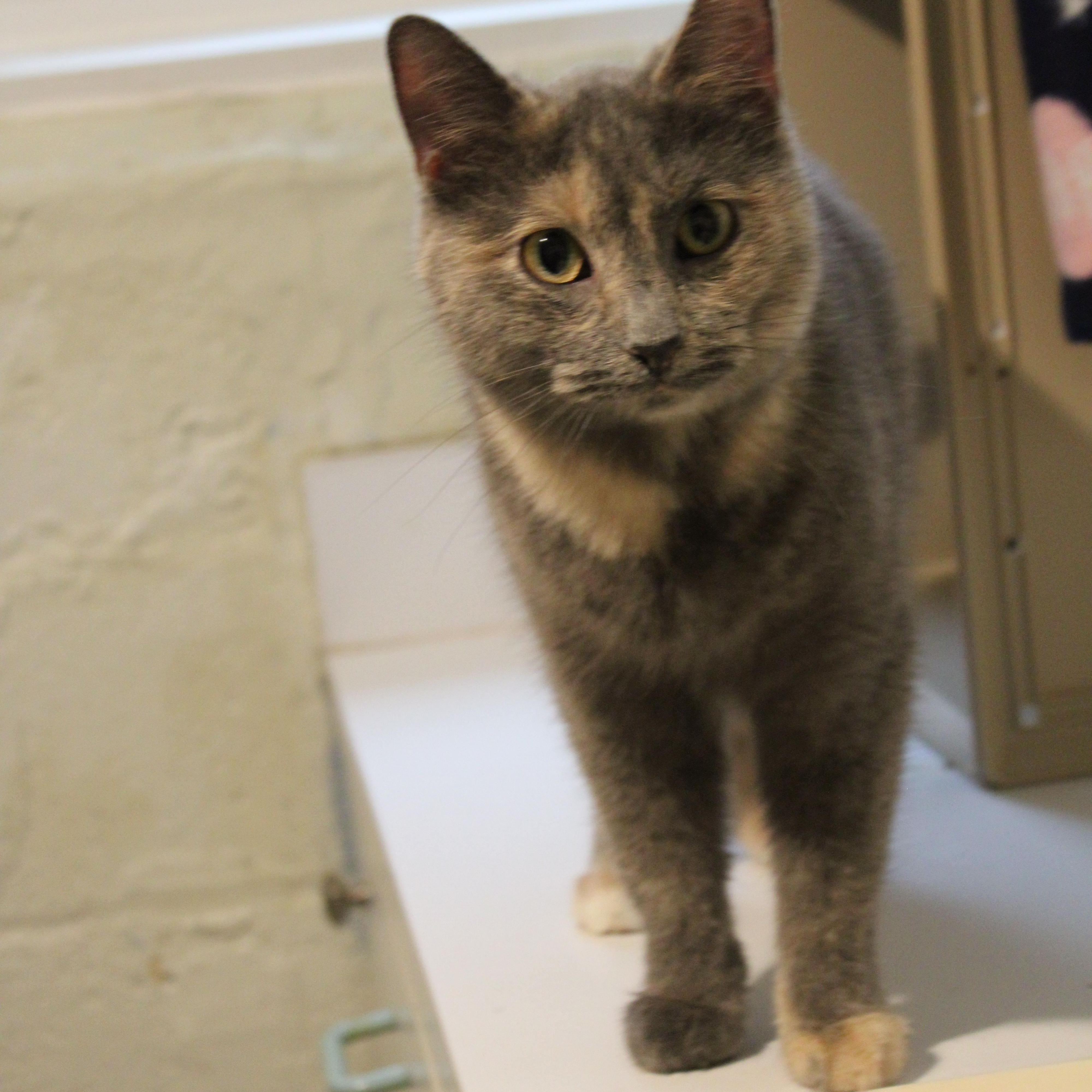 Enlarge Lilac, a Adoptable Dilute Tortoiseshell in Lombard, IL image 3/4