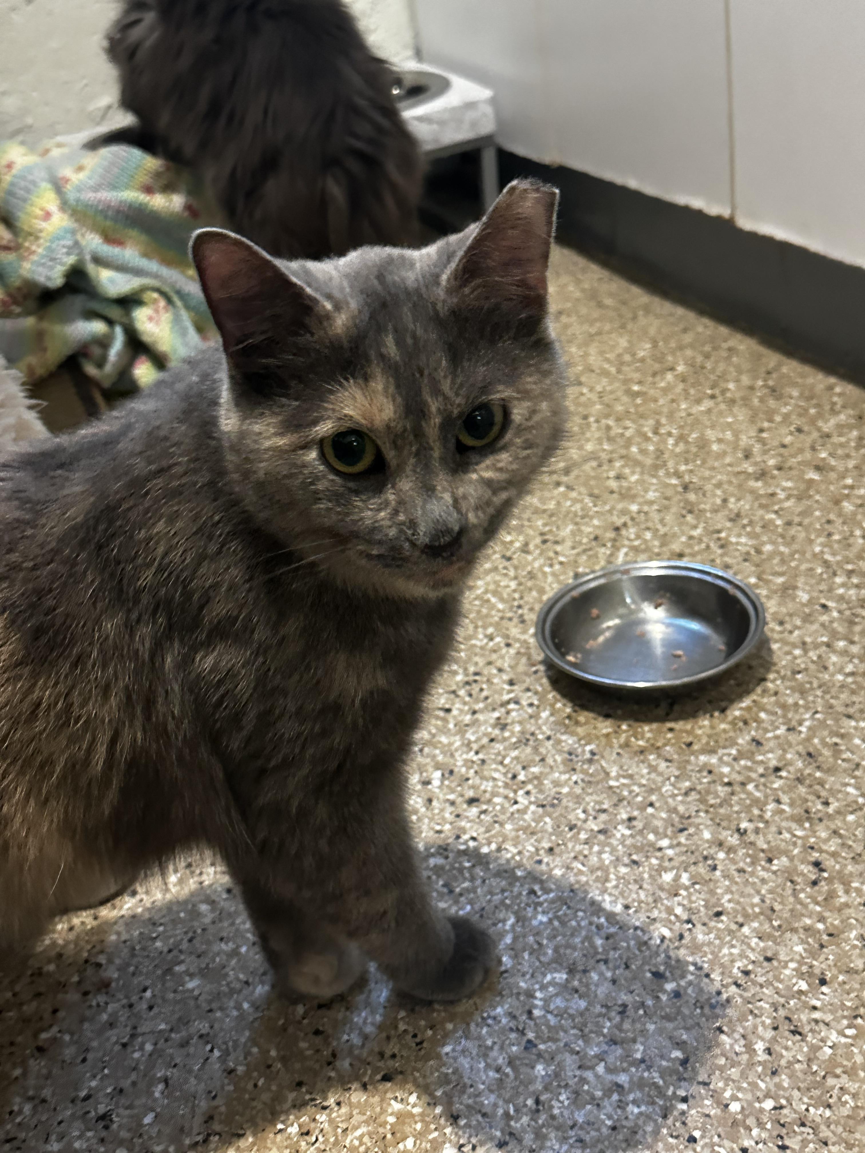 Enlarge Lilac, a Adoptable Dilute Tortoiseshell in Lombard, IL image 4/4