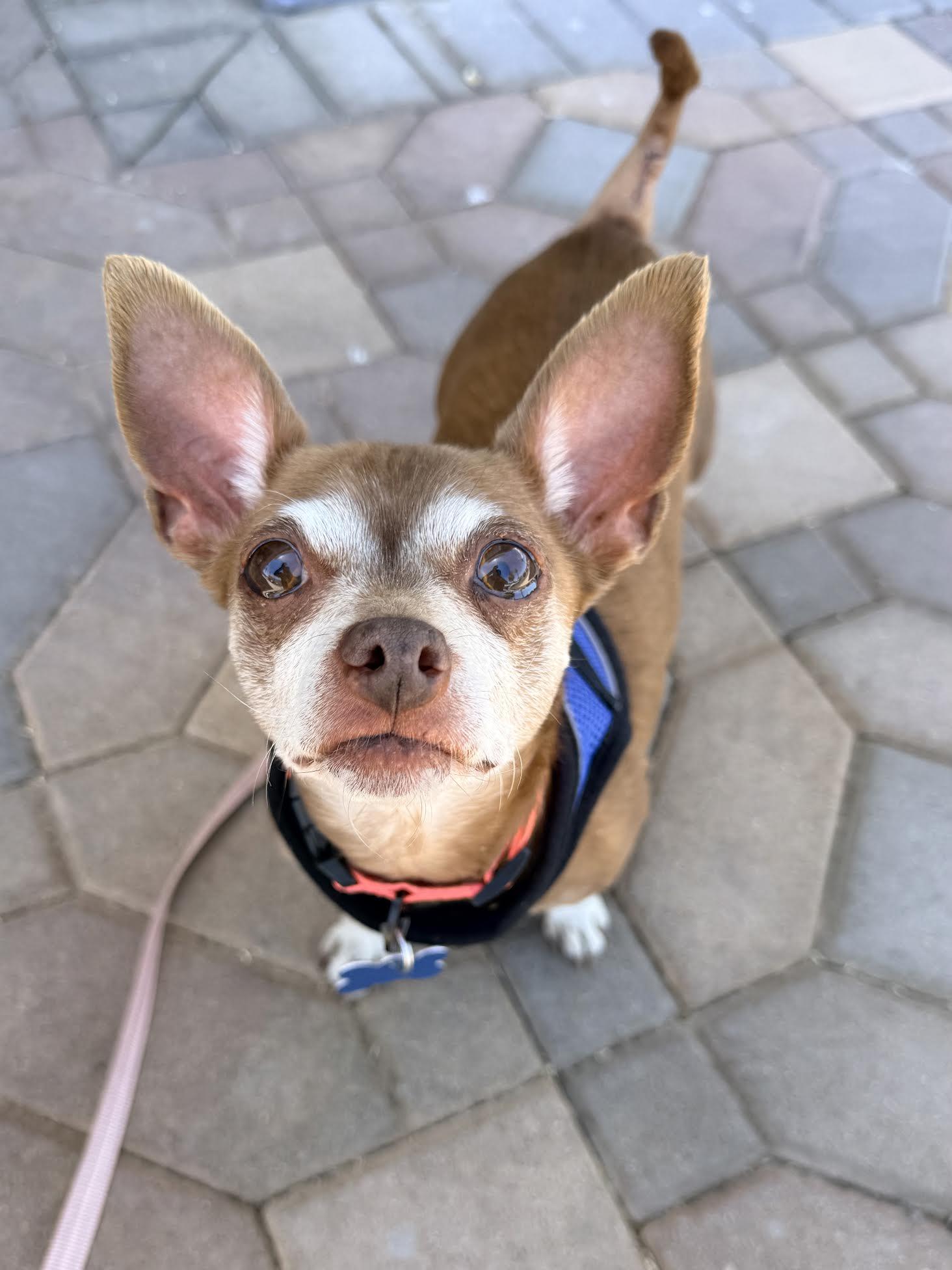 Betty, a ADOPTABLE Chihuahua in Las Vegas, NV image 3/3