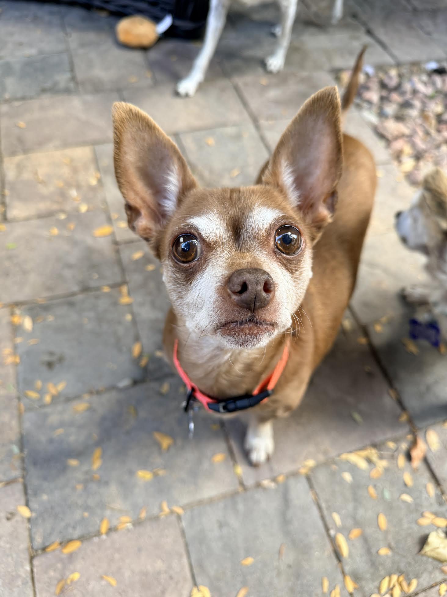 Betty, a ADOPTABLE Chihuahua in Las Vegas, NV image 2/3