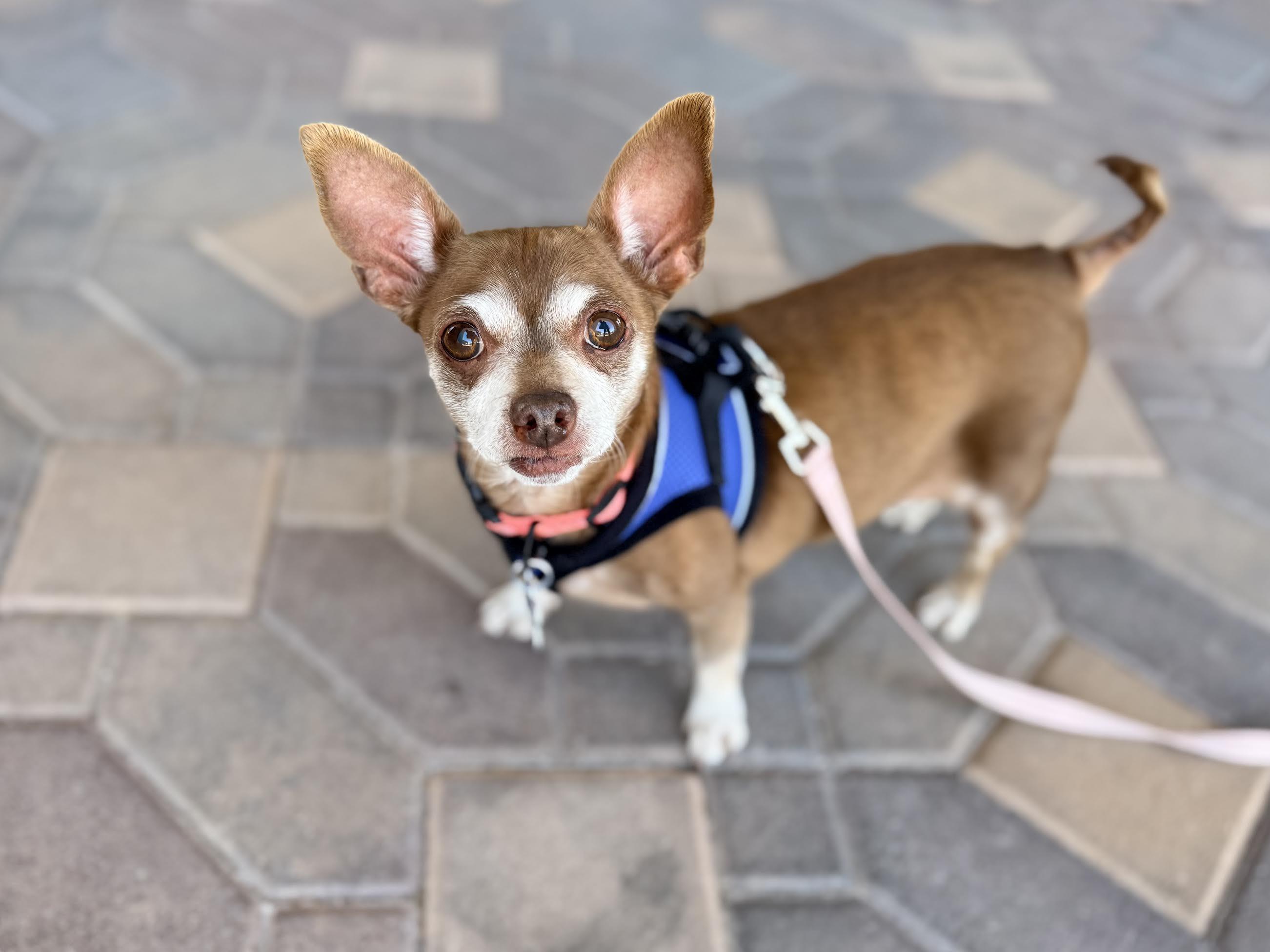 Betty, ADOPTABLE, Senior Female Chihuahua.