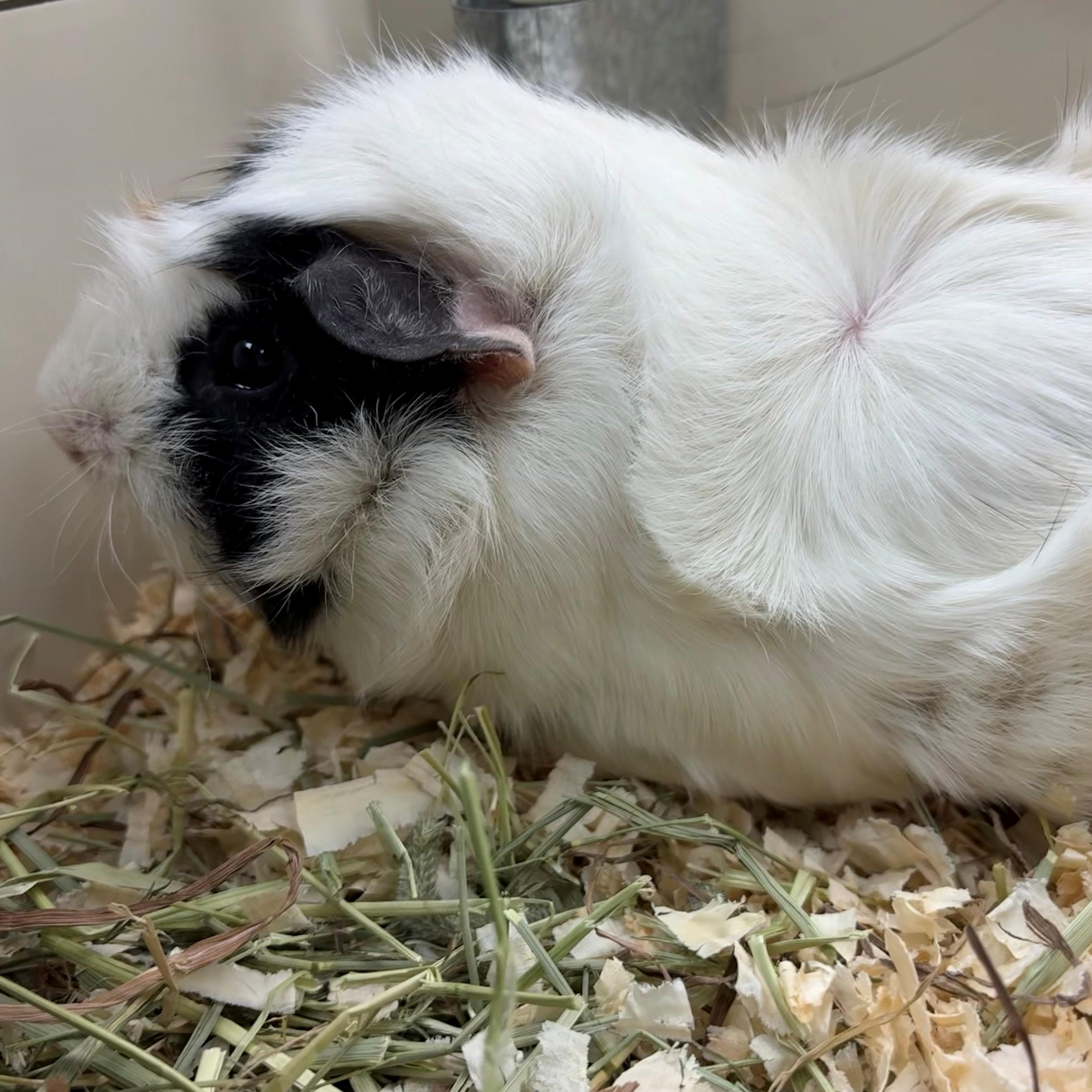 Enlarge Banban- #49817, a Adoptable Abyssinian in Columbia, MD image 2/2