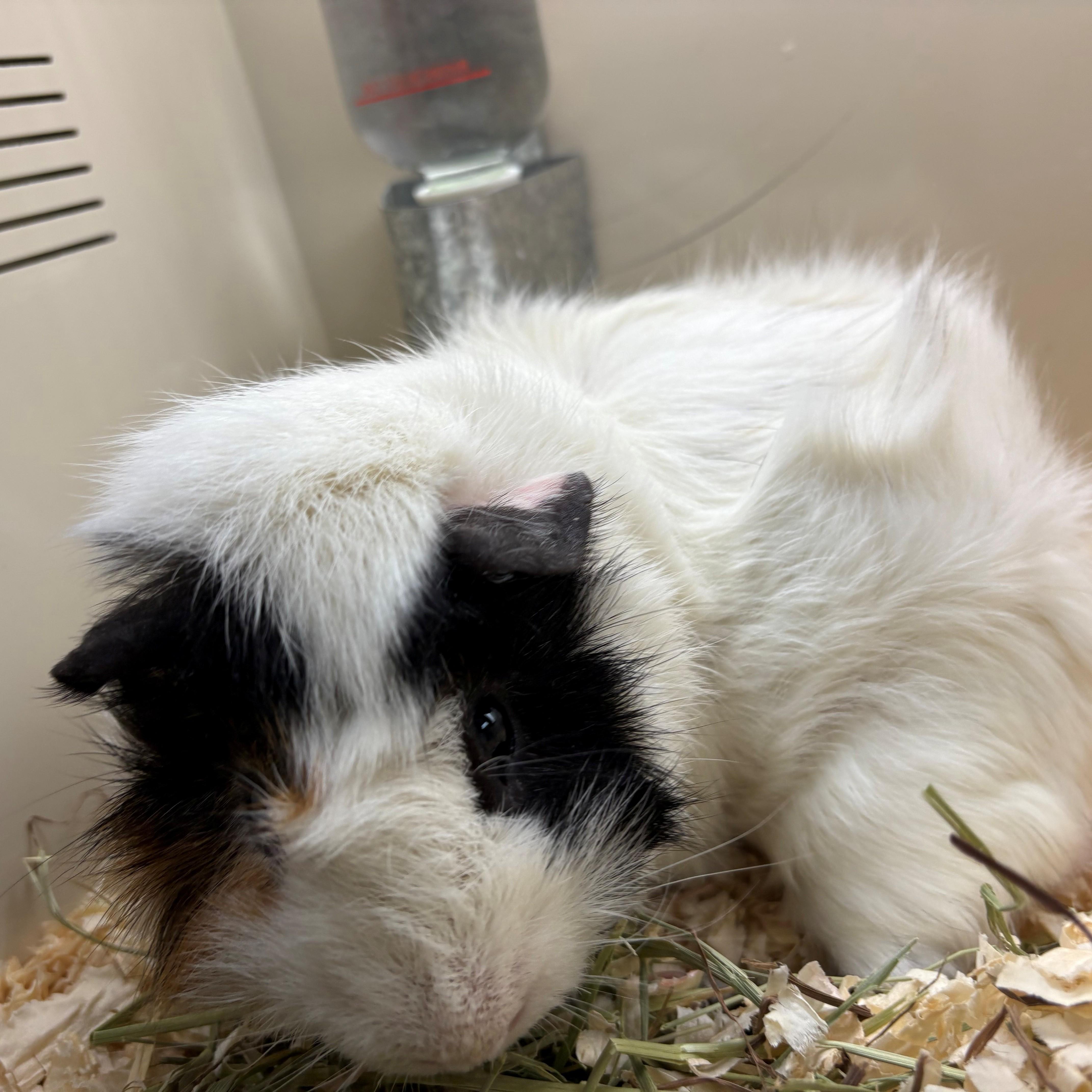 Enlarge Banban- #49817, a Adoptable Abyssinian in Columbia, MD image 1/2