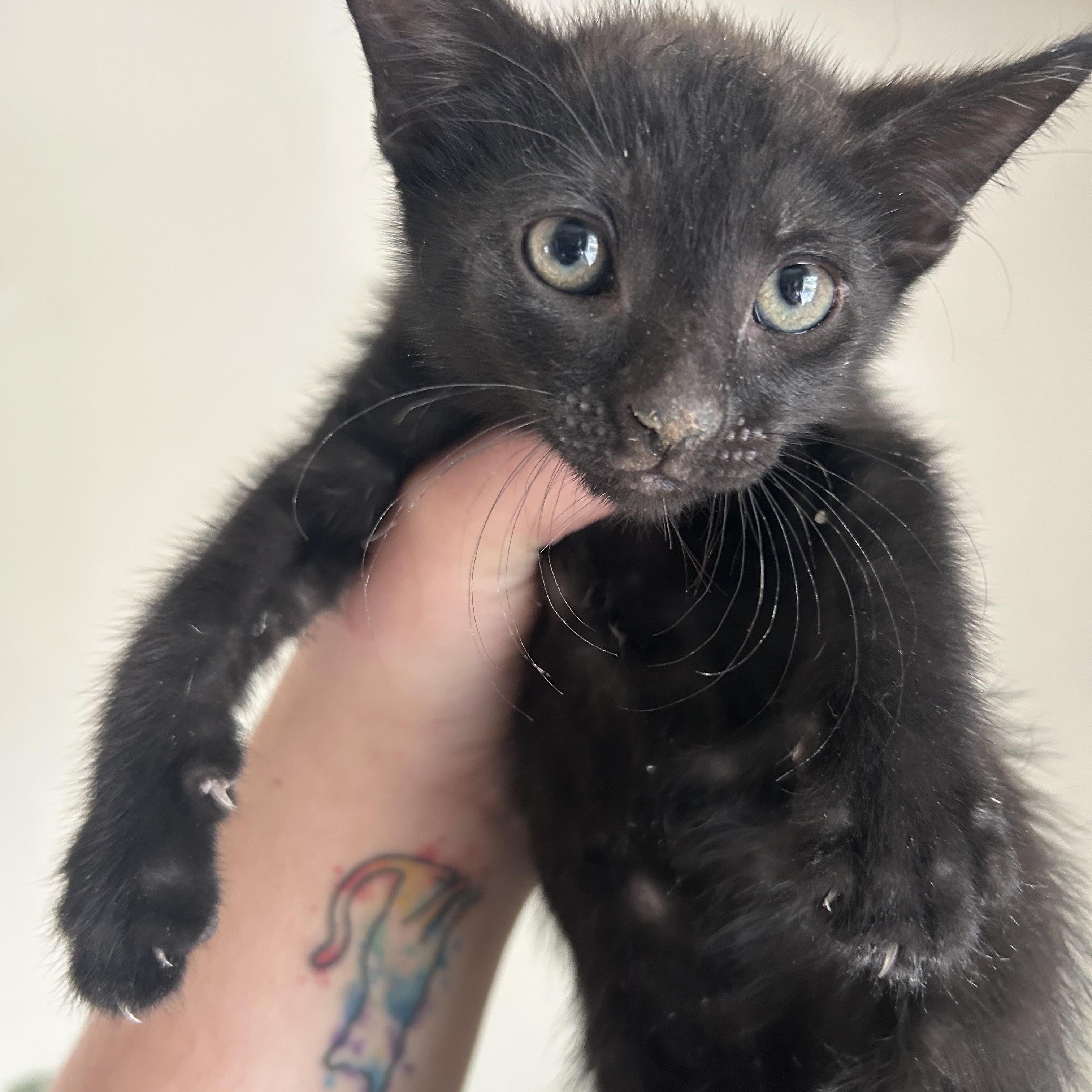 Louise, adopted, Kitten Female Domestic Short Hair.