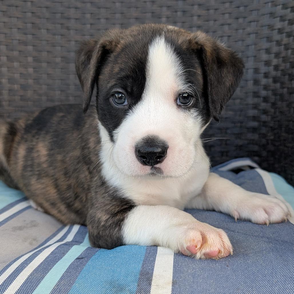 Enlarge Yeti, a Adoptable mixed breed in Durham, NC image 1/6