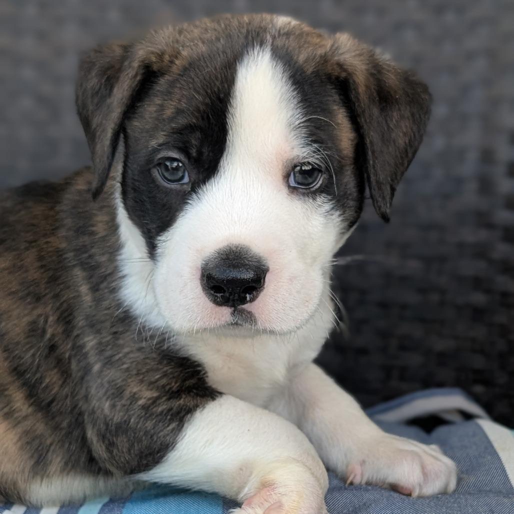 Enlarge Yeti, a Adoptable mixed breed in Durham, NC image 2/6