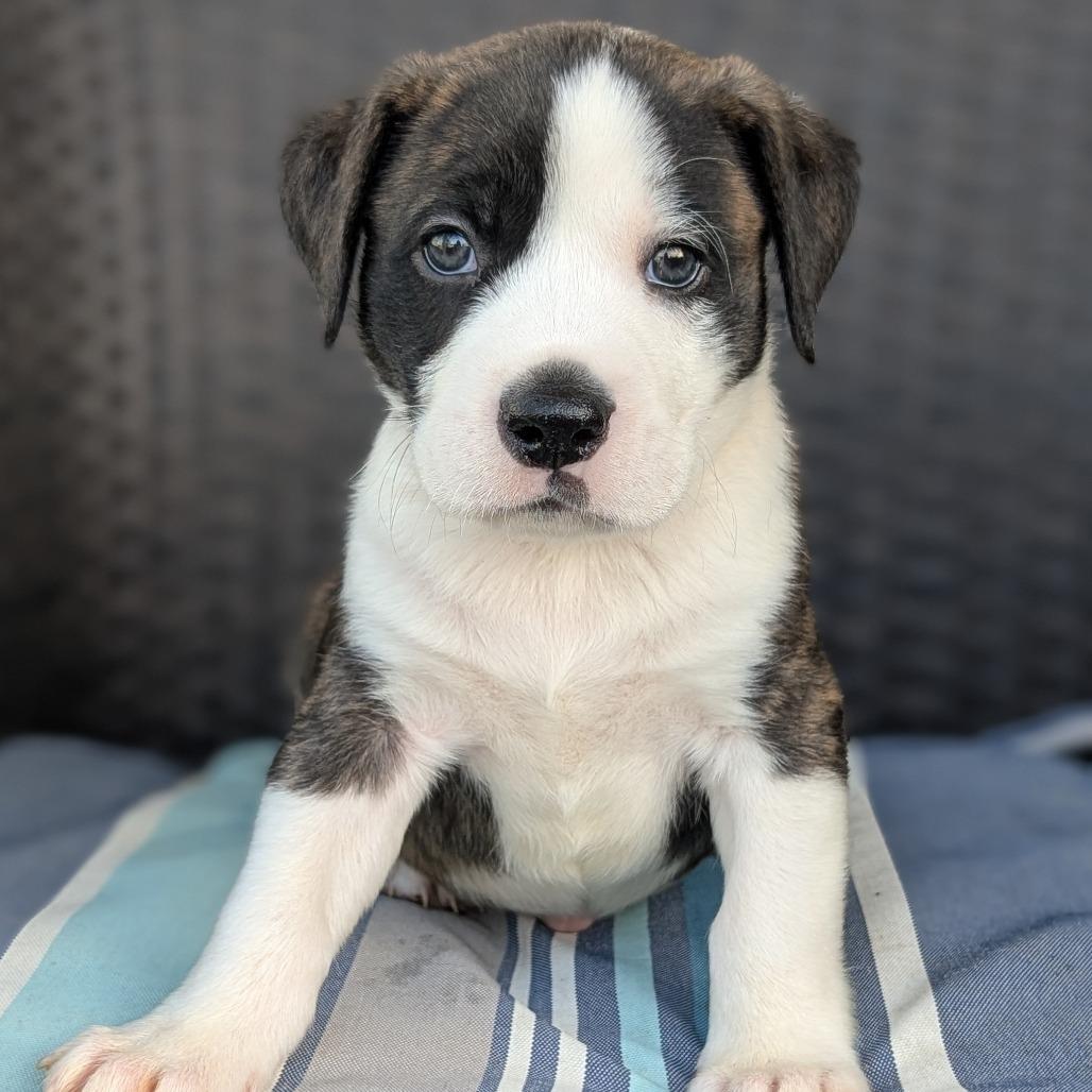 Enlarge Yeti, a Adoptable mixed breed in Durham, NC image 3/6