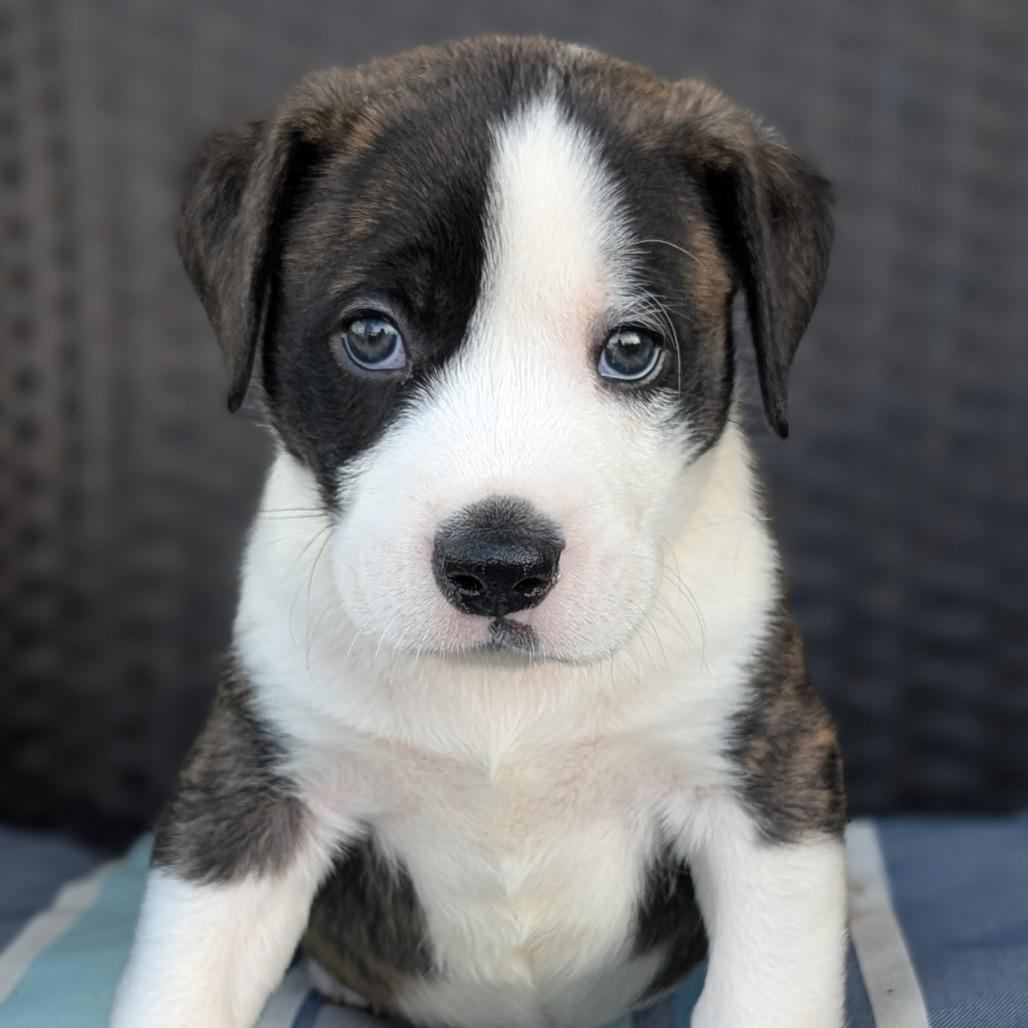 Enlarge Yeti, a Adoptable mixed breed in Durham, NC image 4/6