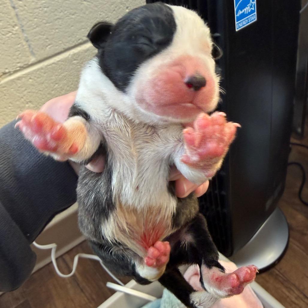 Enlarge Yeti, a Adoptable mixed breed in Durham, NC image 6/6