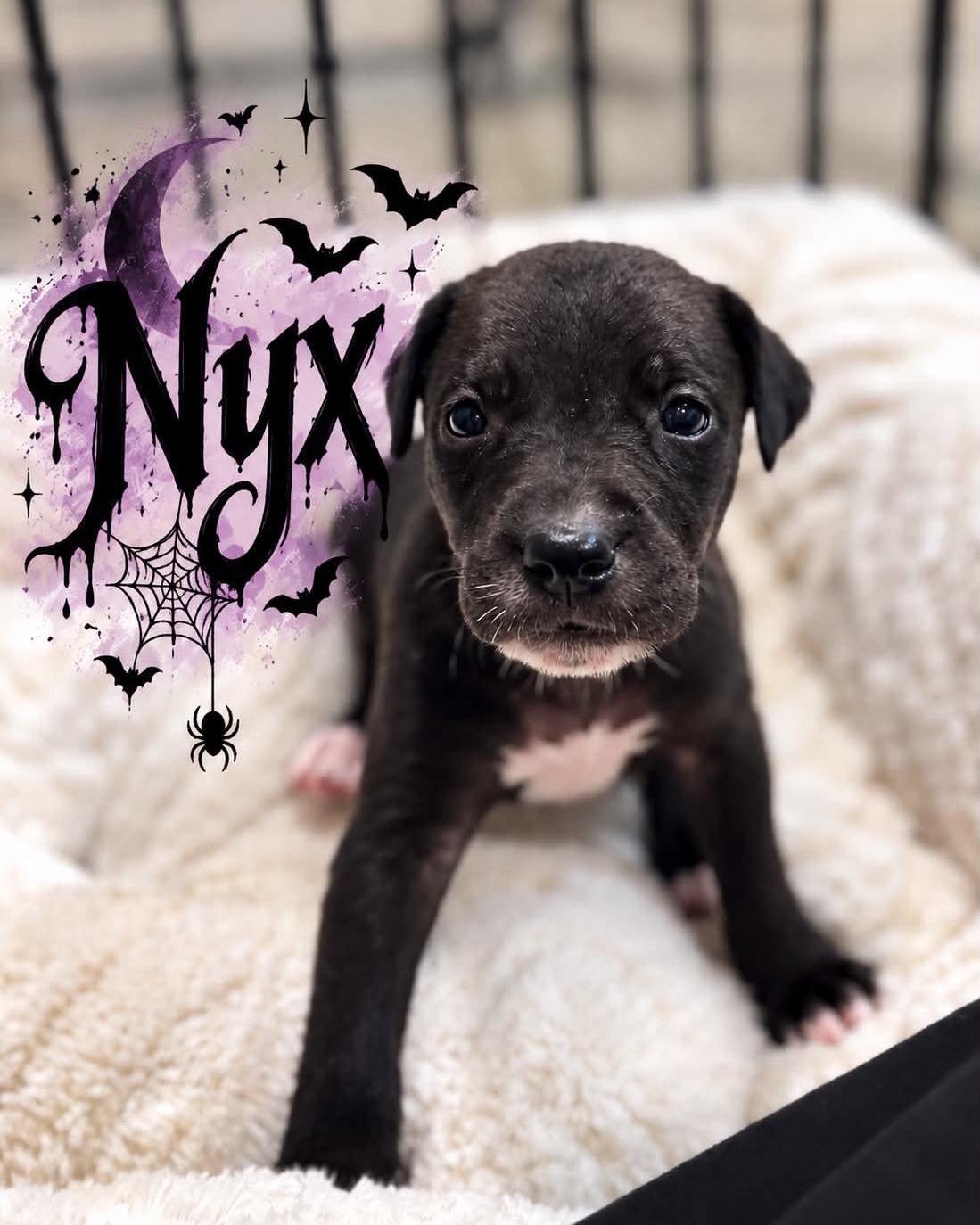Nyx, Adoptable, Puppy Female Golden Retriever & Black Labrador Retriever.