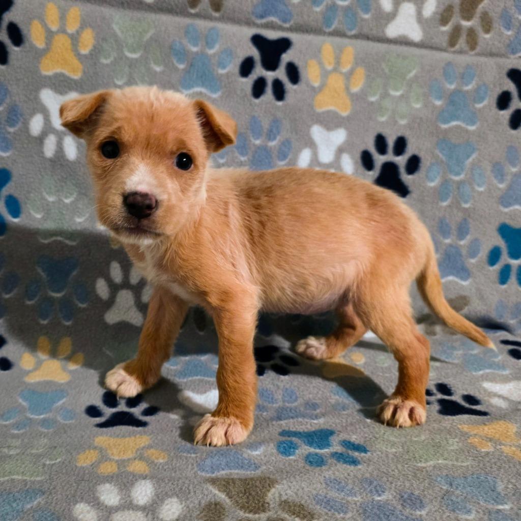 Kindle, Adopted, Puppy Female Mixed Breed.