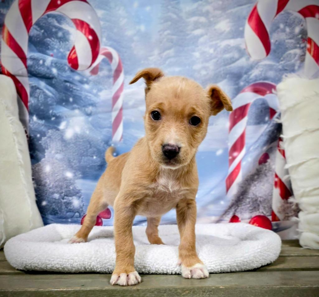 Enlarge Kindle, a Adopted Mixed Breed in New Manchester, WV image 2/3