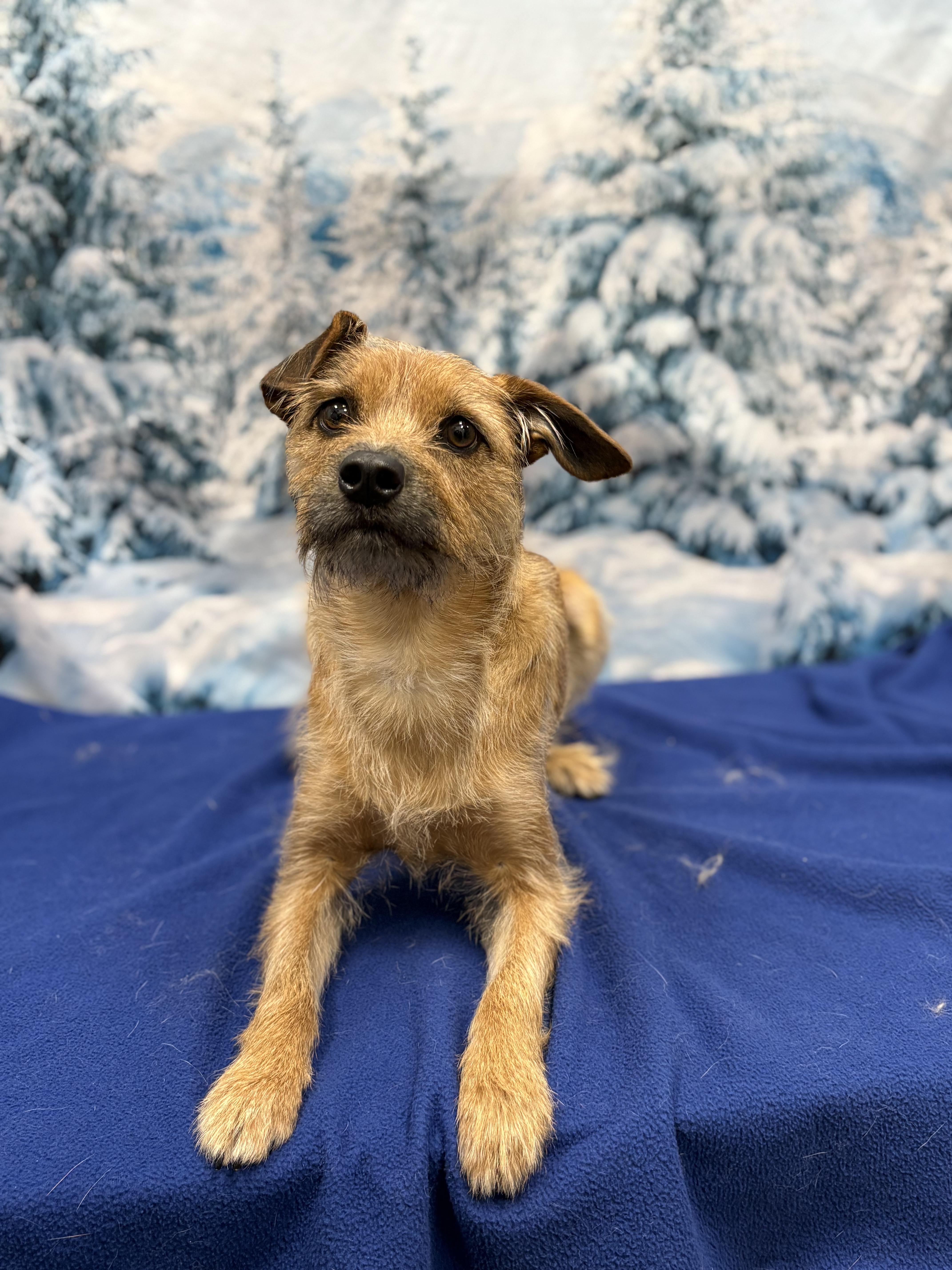 Enlarge Carolina, an adoptable mixed breed in West Valley, UT image 2/4