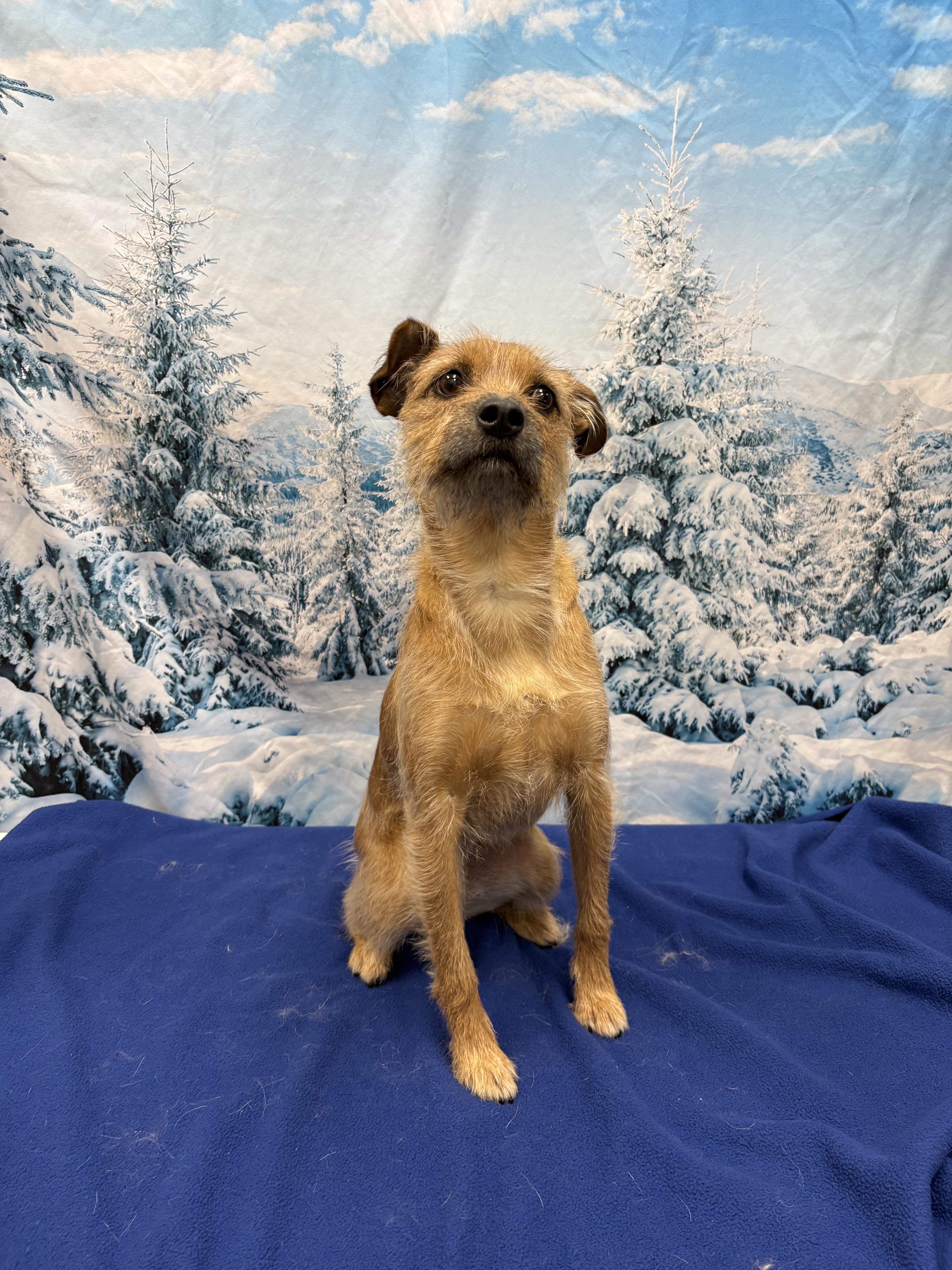 Enlarge Carolina, an adoptable mixed breed in West Valley, UT image 3/4