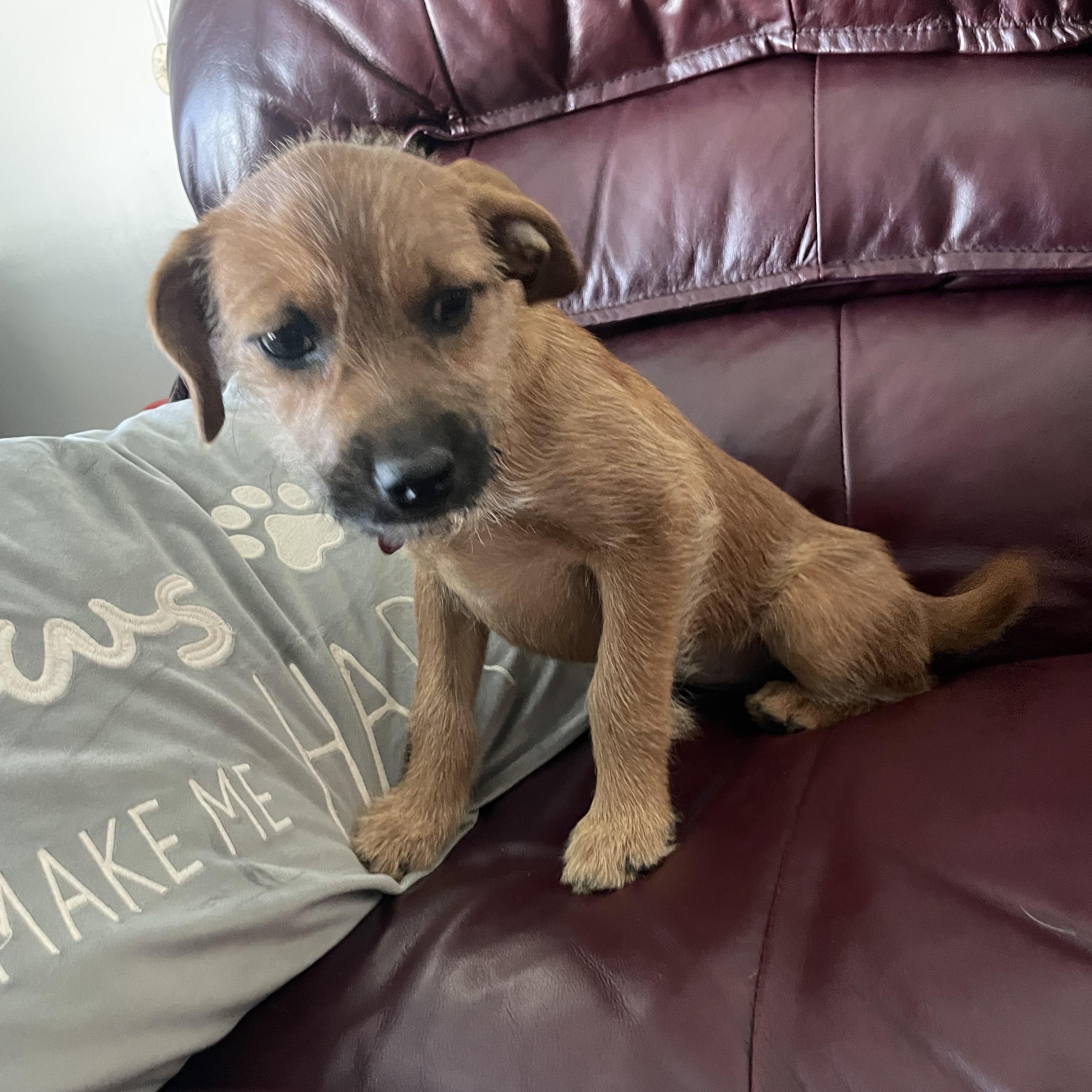 Enlarge Carolina, an adoptable mixed breed in West Valley, UT image 4/4