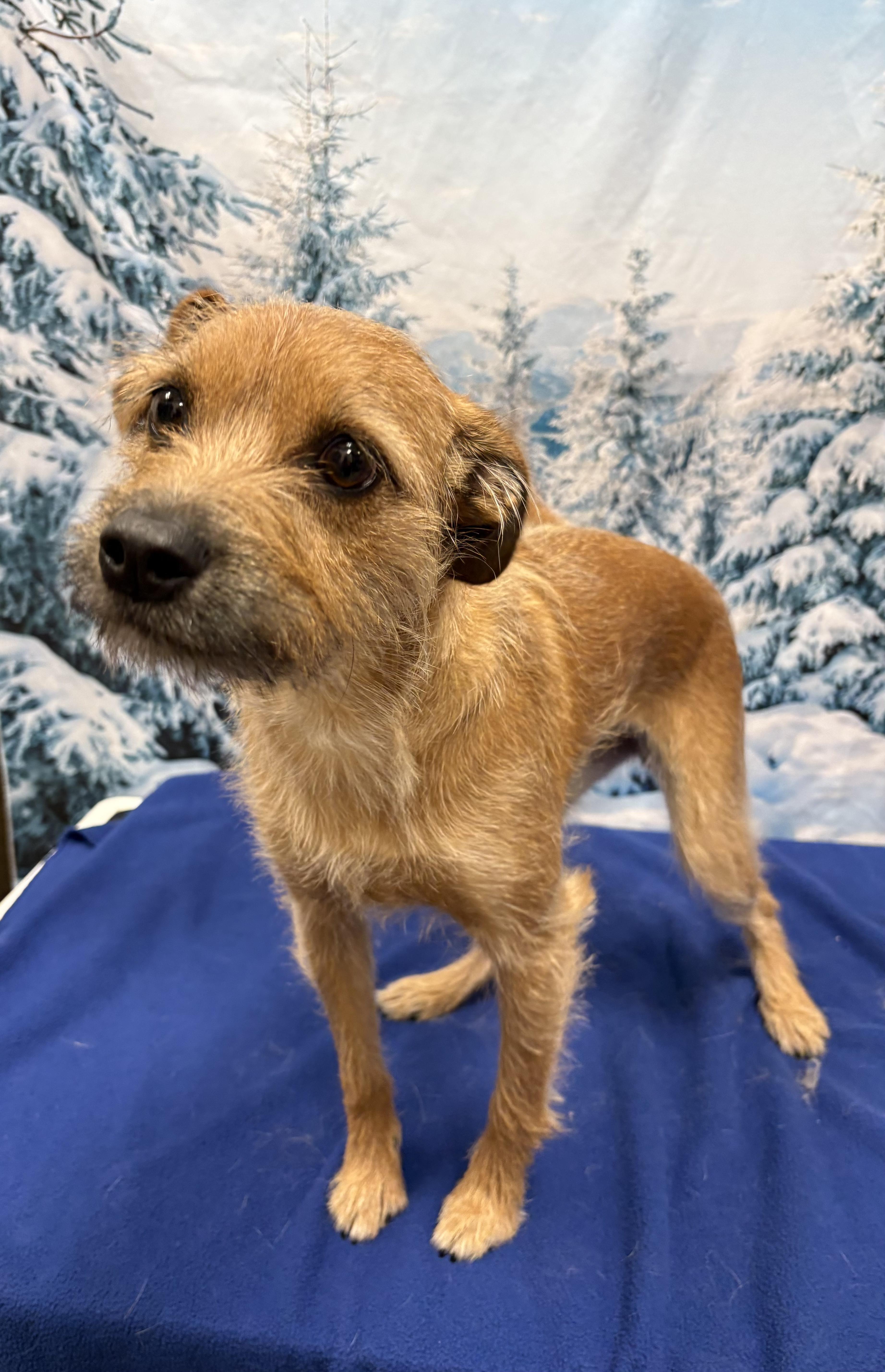 Enlarge Carolina, an adoptable mixed breed in West Valley, UT image 1/4